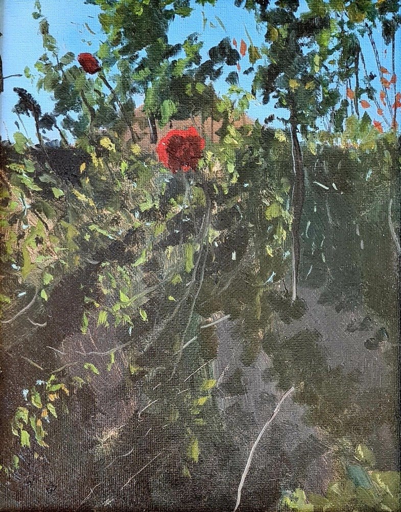 ROSA ROJA - Tarquinia