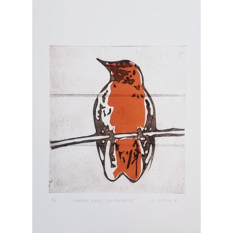 PICAFLOR MACHO, JUÁN FERNÁNDEZ