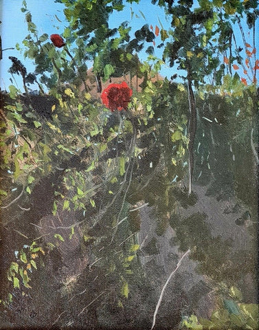 ROSA ROJA - Tarquinia